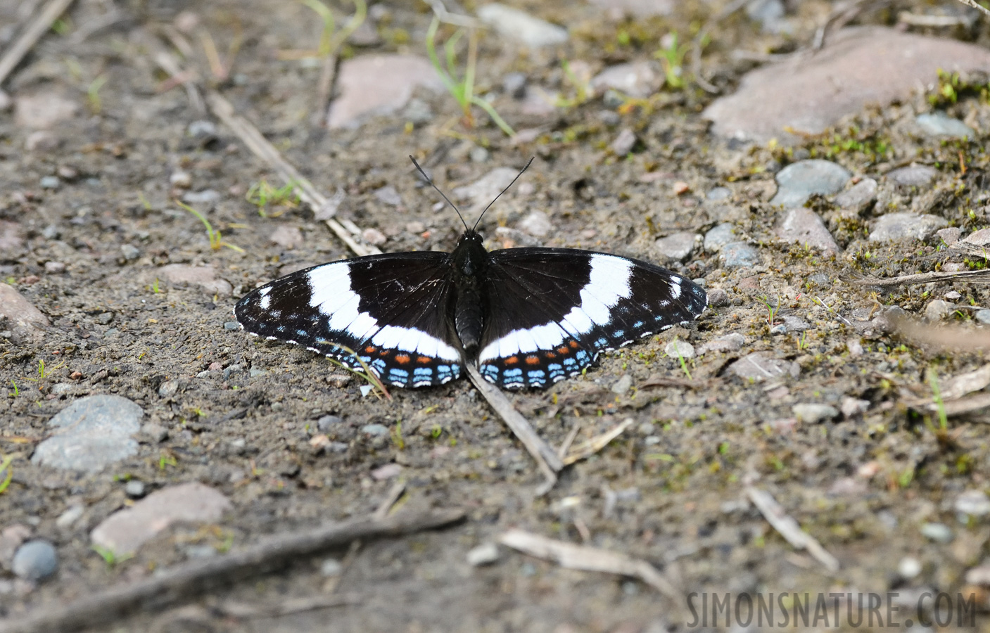 Limenitis arthemis arthemis [400 mm, 1/400 sec at f / 8.0, ISO 1600]